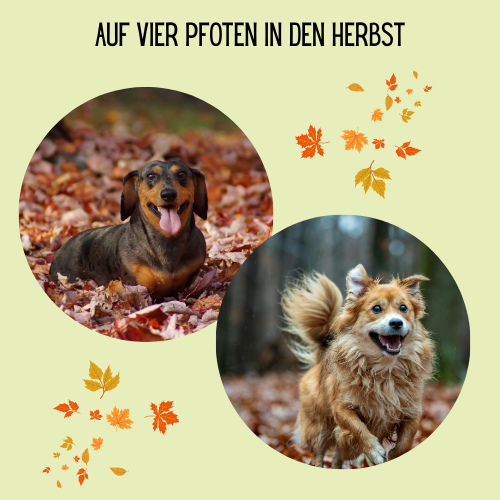 Auf vier Hundepfoten in den Herbst