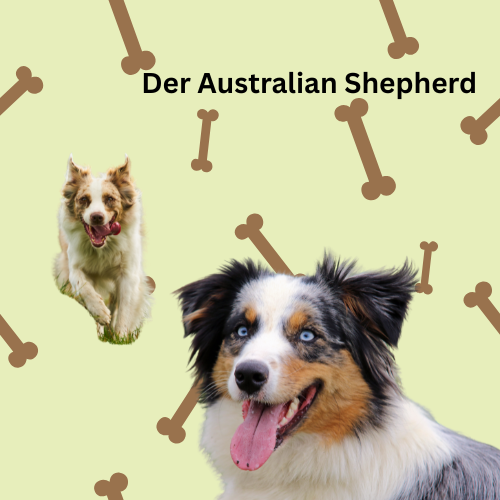 Der Australian Shepherd - ein Energiebündel, das gerne gebarft wird
