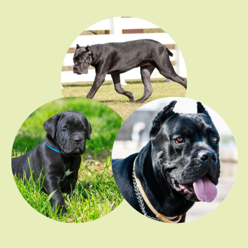 Cane Corso, Welpe und ausgewachsen