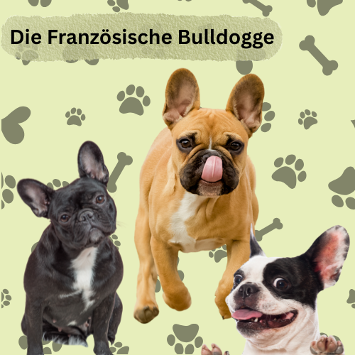 Französische Bulldogge