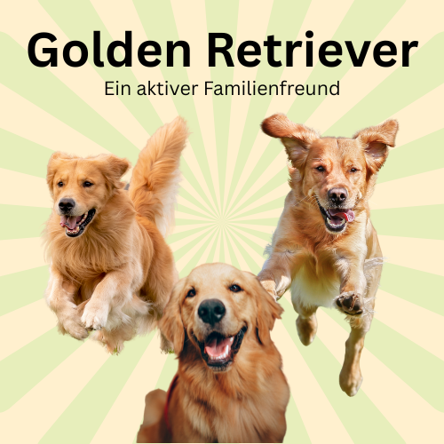 Der Golden Retriever - ein Familienmitglied mit Treue