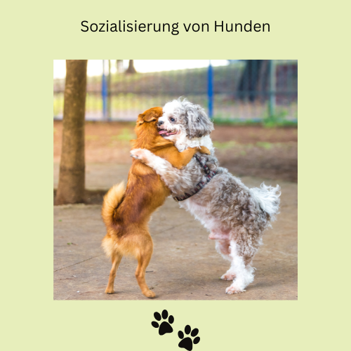 Zwei Hunde haben sich gerne