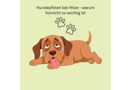 Hundepfoten bei Hitze - warum Vorsicht so wichtig ist