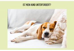 Was macht meinem Hund Spaß?