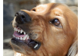Mythos: Barf macht Hunde aggressiv