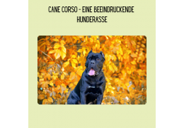 Steckbrief: Cane Corso – Alles über die beeindruckende Hunderasse