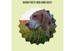 Warum frisst mein Hund Gras?